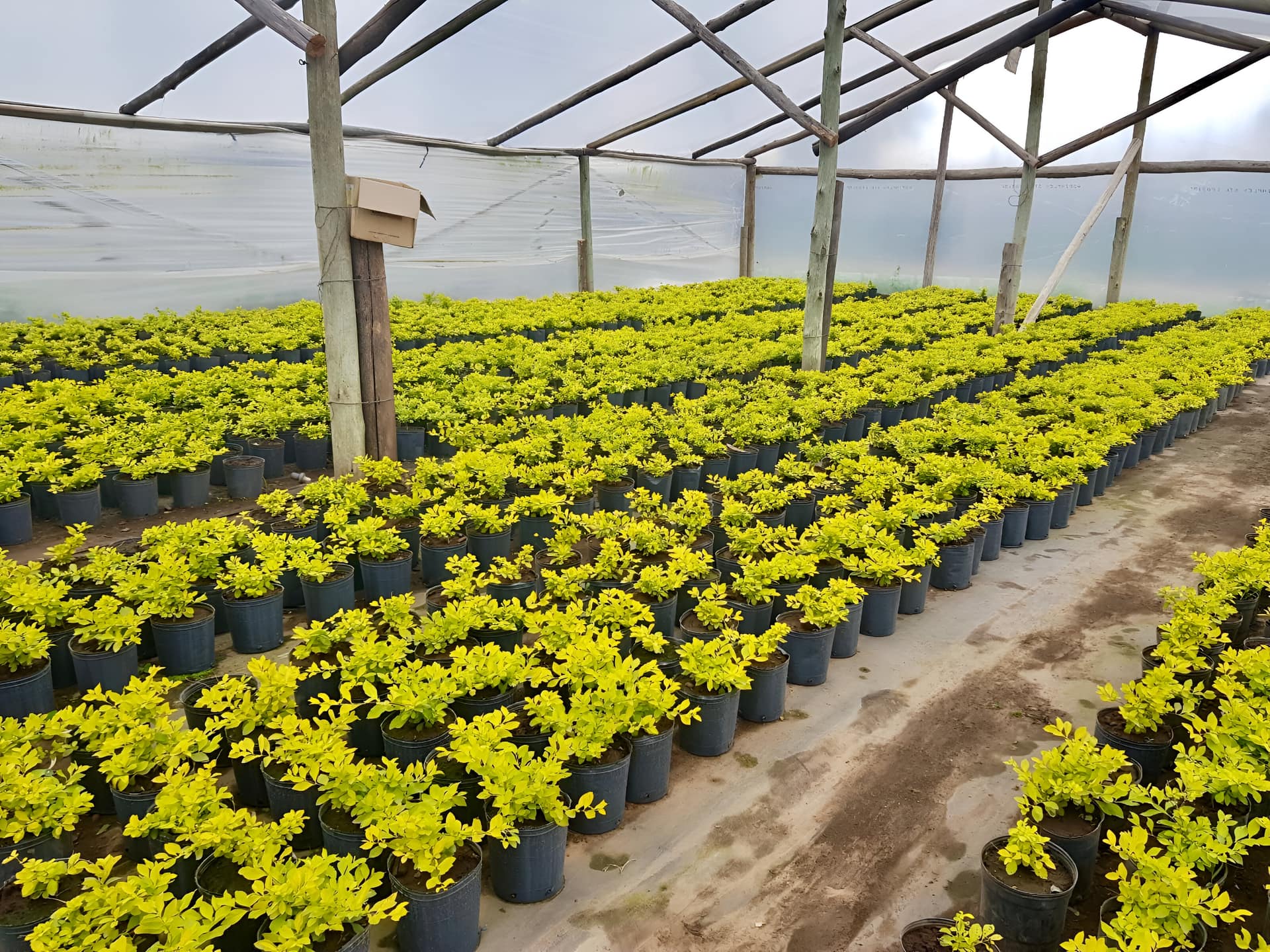 Plantas exóticas y ornamentales cultivadas en Vivero Los Robles
